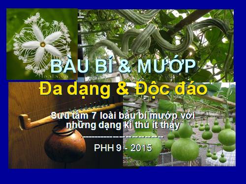 bàu & mướp độc dáo