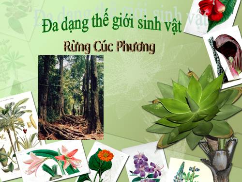 Đa dạng sinh học