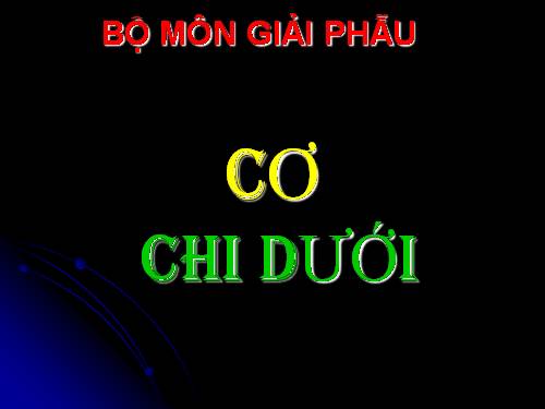 cơ chi dưới