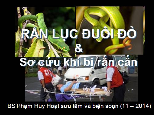 rắn lục đuôi đỏ.ppt