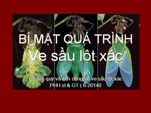 Bi mật Ve sầu lột xác.ppt