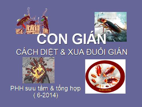 CON GIÁN & Diệt gián.ppt