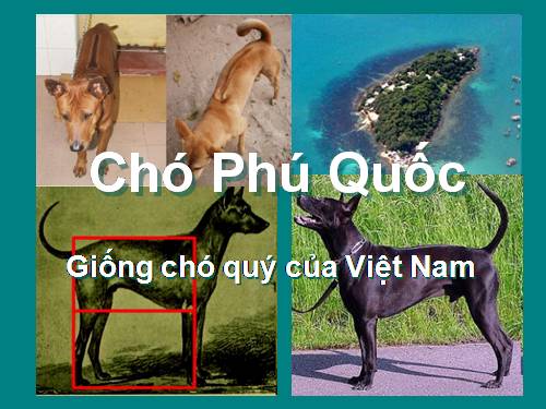 Chó Phú Quốc.rar