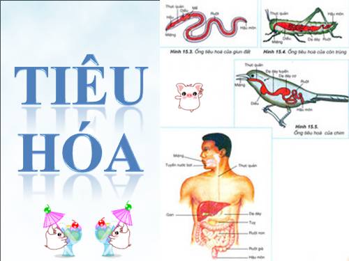 Chuyên đề bồi dưỡng học sinh giỏi phần Tiêu Hóa