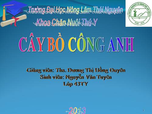 cây bồ công anh