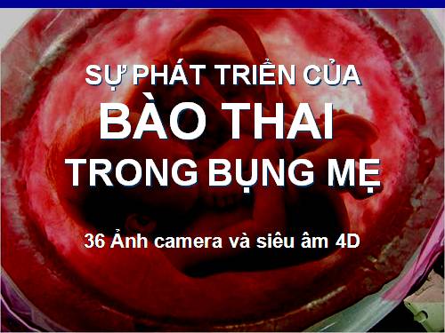 S]j phát triển của thai nhi trong bụng mẹ