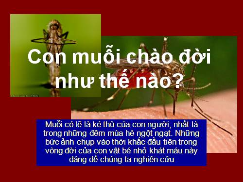 Con muỗi chào đời như thế nào ?