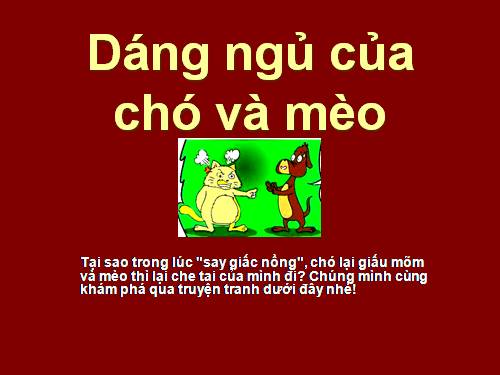 Dáng ngủ của chó và mèo