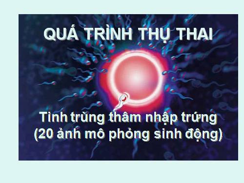 tinh trùng & quá trình thụ thai