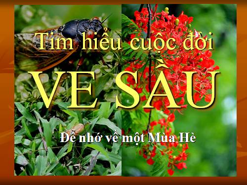 Cuộc đời Ve Sầu