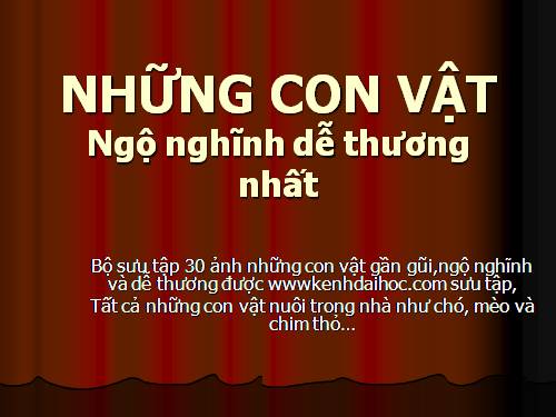 những con vật ngộ nghĩnh đáng yêu