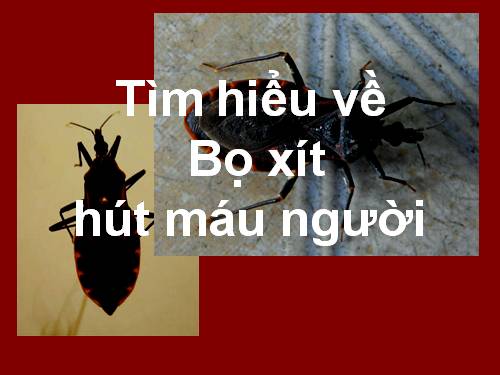 Bọ xít hút máu người