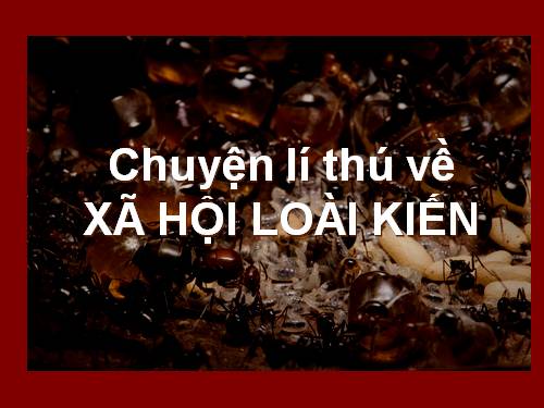 Chuyện lí thú về Xã Hội loài kiến