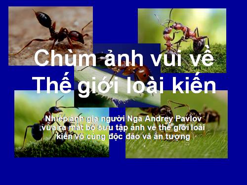 chùm ảnh vui về loài kiến