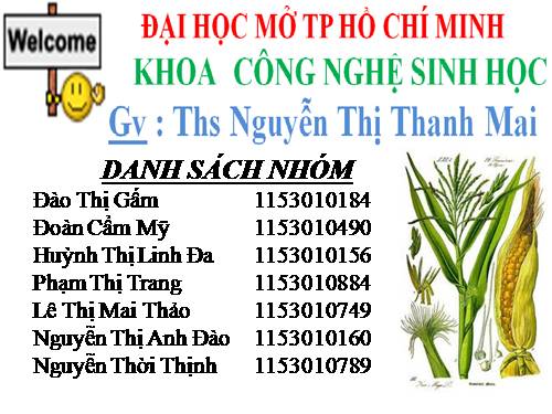 sinh lí chức năng thực vật-bắp-ngô