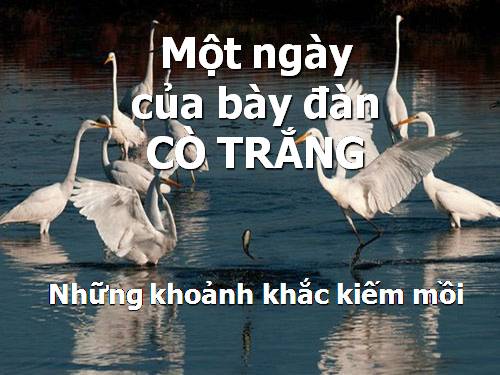 Những khoản khắc đẹp nhất của đàn cò trắng