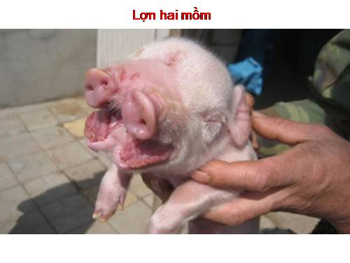 Lợn 2 mồm