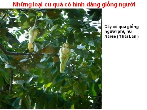 Những loại củ quả có hình dáng giống nguoi