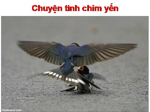 Chuyện tình chim yến