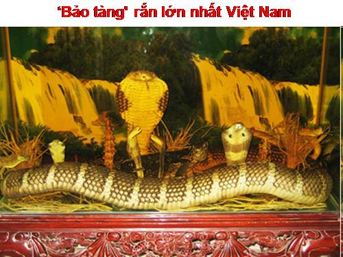 Trại Rắn Đồng Tâm