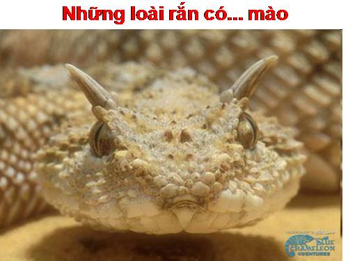 Những loài rắn có... mào