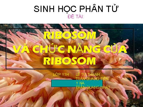 ribosom