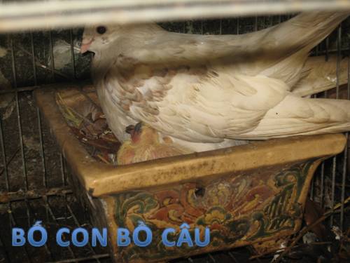 Gia đình Bồ Câu