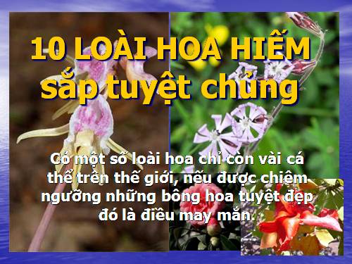 10 loài hoa quý hiếm sắp tuyệt chủng