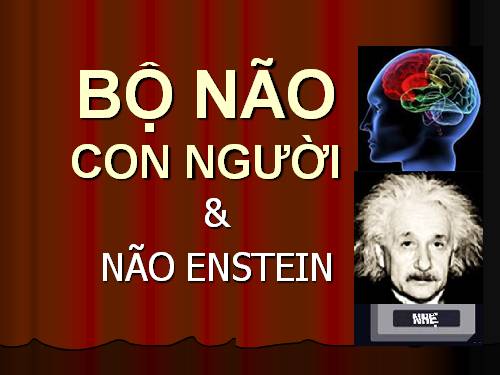 Bộ não con người và Enstein ?