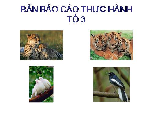 ban bao cao thuc hanh