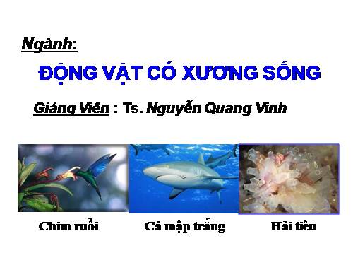 Ngành động vật có xương sống