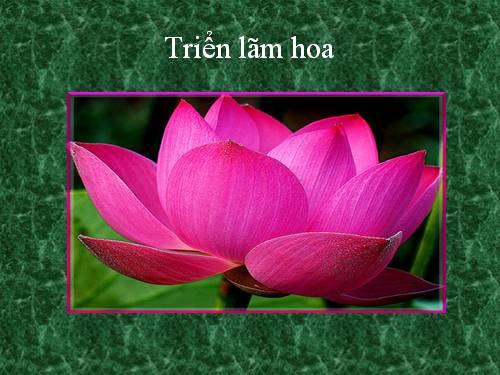 Triển lãm hoa (Lê Sơn THCS Sơn Phúc)