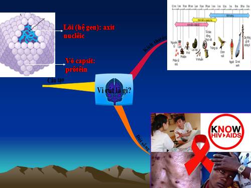 Chương III. Bài 29-Tiết 30. Cấu trúc các loại virut