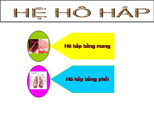 giai phau so sanh he ho hap dong vat