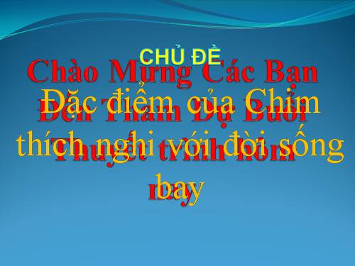 cau tao voi dac diem bay cua lop chim