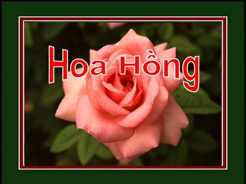 Hoa hồng