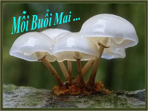 Buổi mai