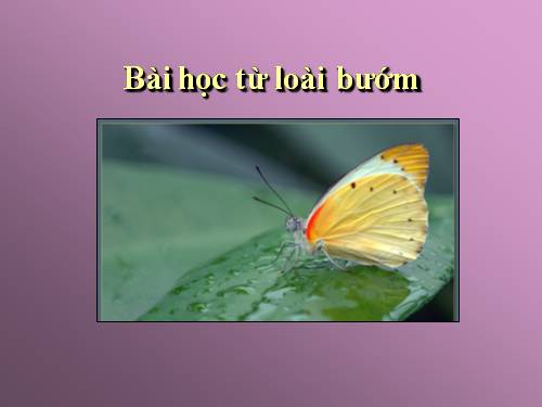 Bài học từ loài bướm