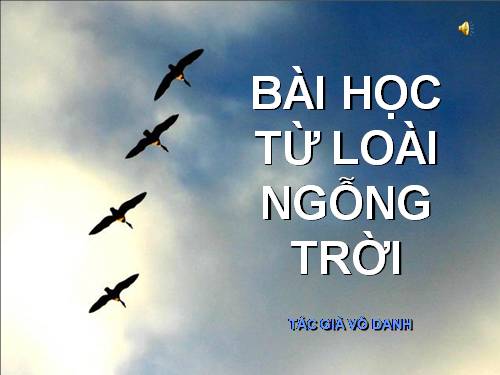 Bài học từ ngỗng trời