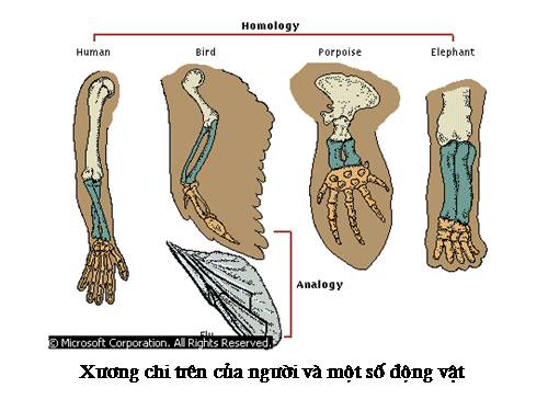 nguon gốc loài người