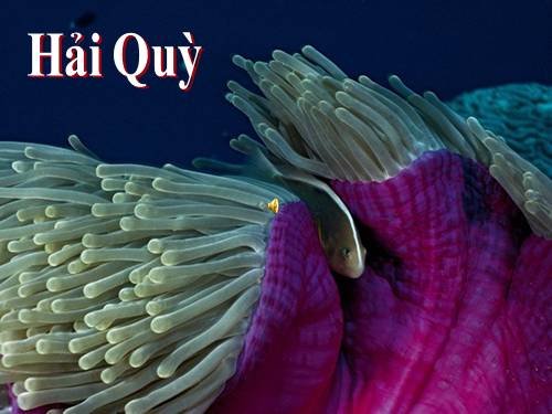 hai quy