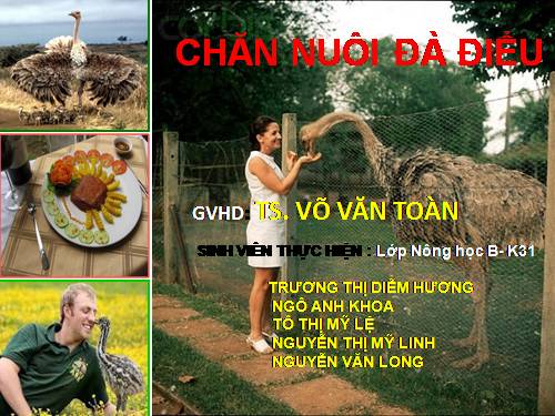 Kỹ thuat nuoi Đà Điểu p2