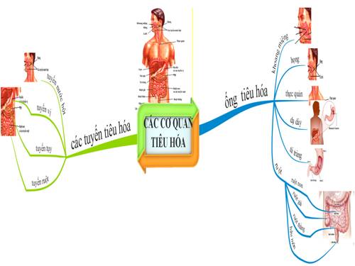 cơ quan tiêu hóa bằng BDTD hay