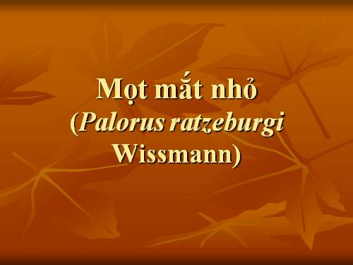 mọt mắt nhỏ palorus ratzeburgi