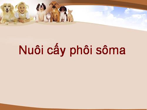 nuôi cấy phôi soma