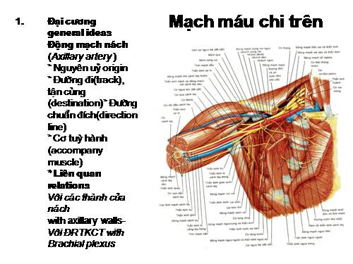 mạch chi trên