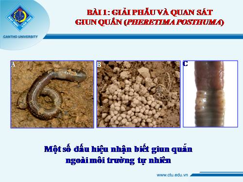 Một số bài Kỹ năng thực hành ĐV sinh lớp 7