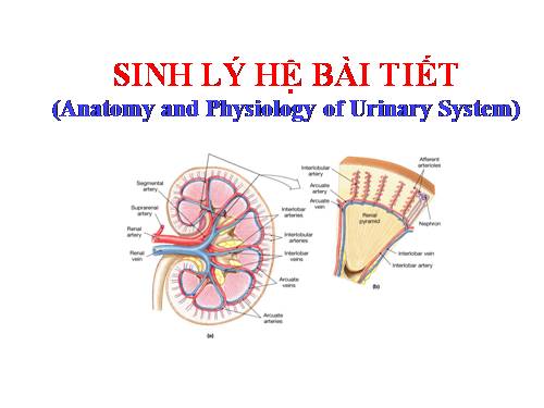 SINH LÝ HỆ BÀI TIẾT