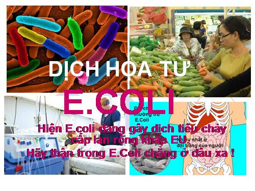 Dịch họa E.coli