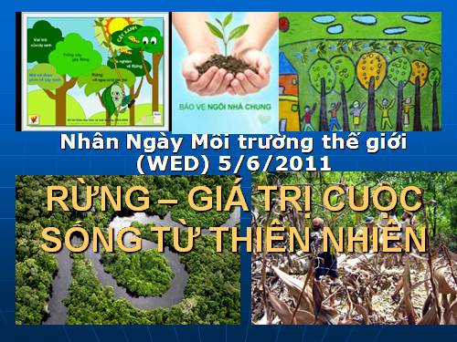 Rừng-giá trị cuộc sống từ thiên nhiên